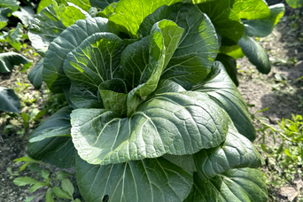 Bok Choy