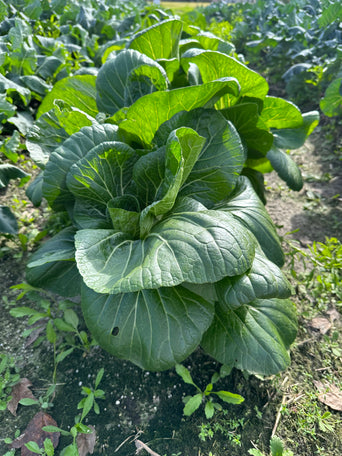 Bok Choy