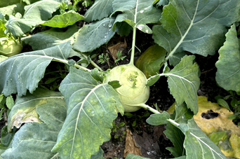 Kohlrabi