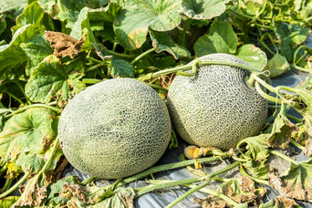 Cantaloupe