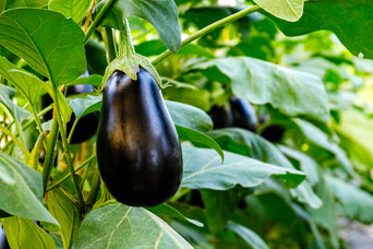 Eggplant